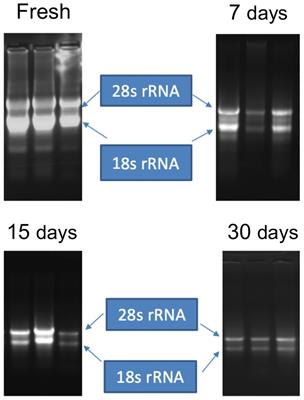 Preserving plant samples from remote locations for detection of RNA and DNA viruses